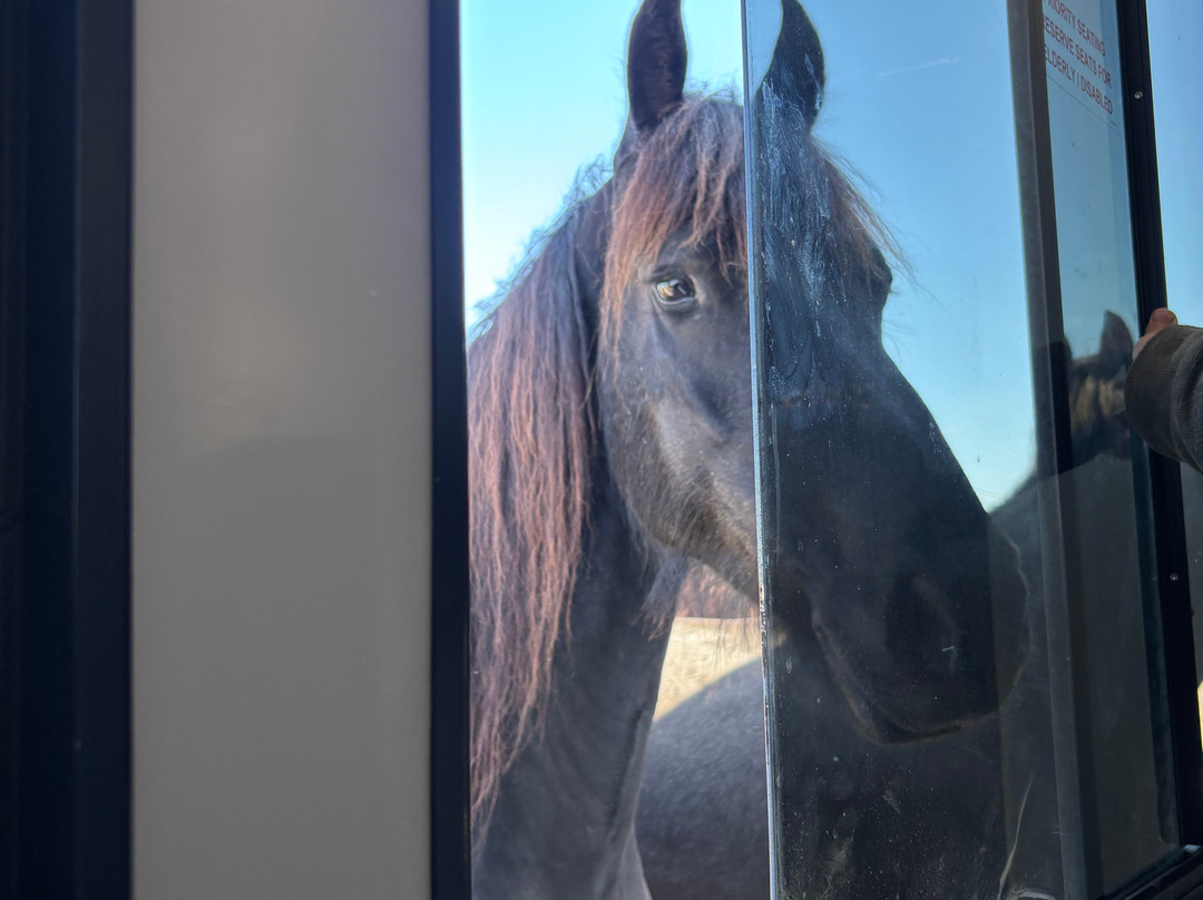 Rancho Reposo Llc-Morriston必去景点