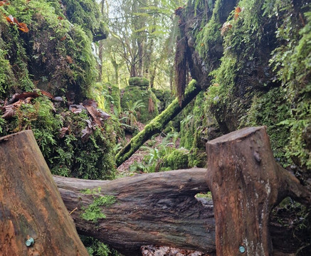 Puzzlewood-Coleford必去景点