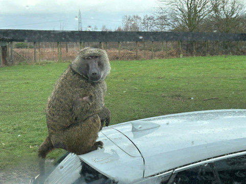 Knowsley Safari-Prescot必去景点