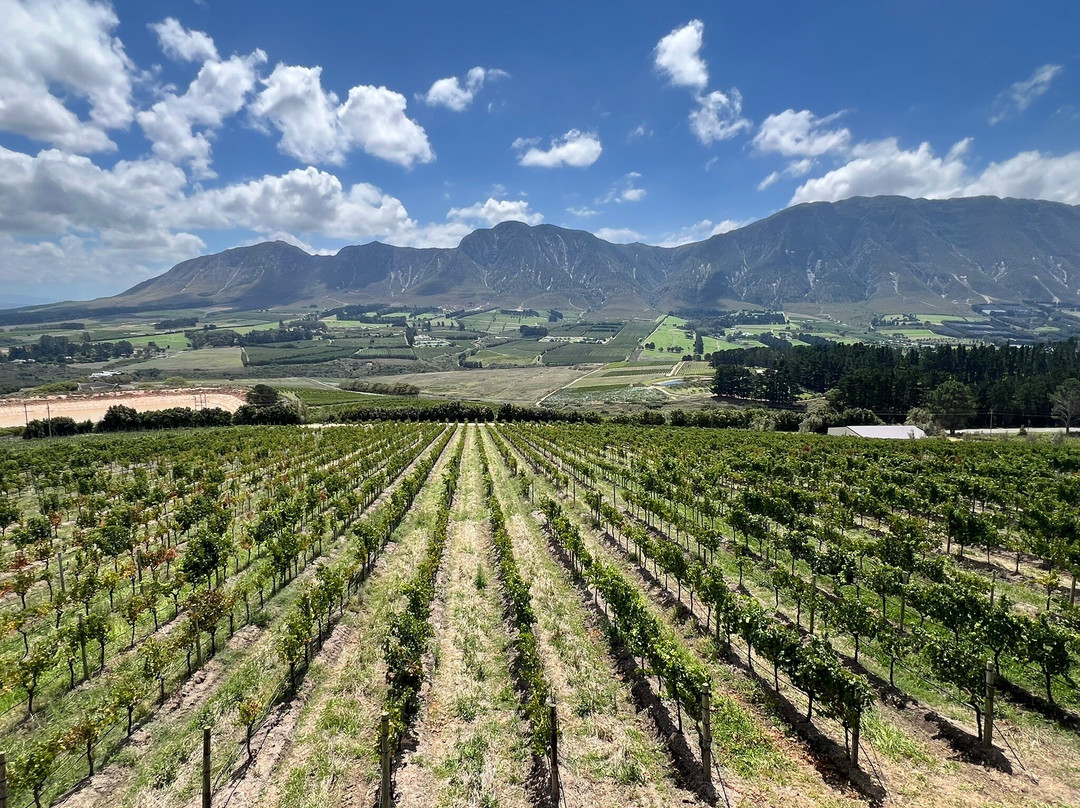 Newton Johnson Family Vineyards-赫曼努斯必去景点