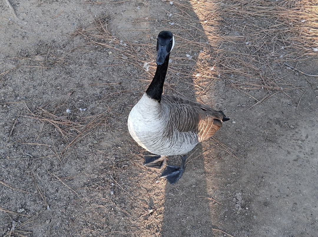 伍德沃德公园-弗雷斯诺必去景点