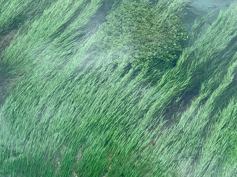 Blue Spring-普塔鲁鲁必去景点