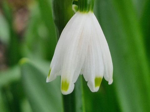 East Lambrook Manor Gardens-South Petherton必去景点
