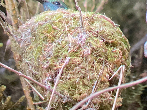 Highland Birds Tours-多塔圣赫拉多必去景点