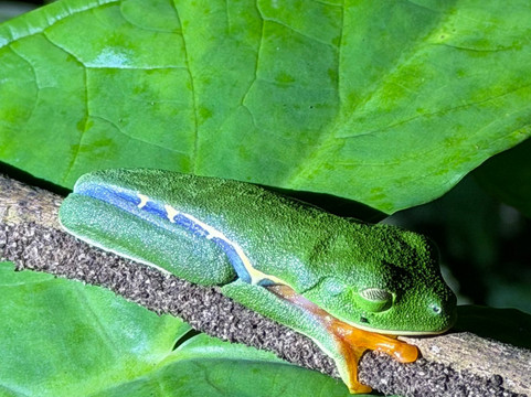 Jungle Night Walk-卡维塔必去景点