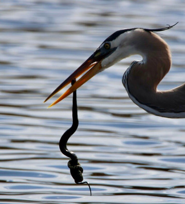 Merritt Island National Wildlife Refuge-Merritt Island必去景点