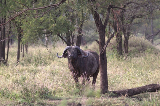 Regal African Safaris-Usa River必去景点