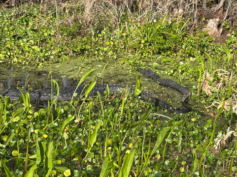 Swamp Fever Airboat Adventures-Lake Panasoffkee必去景点