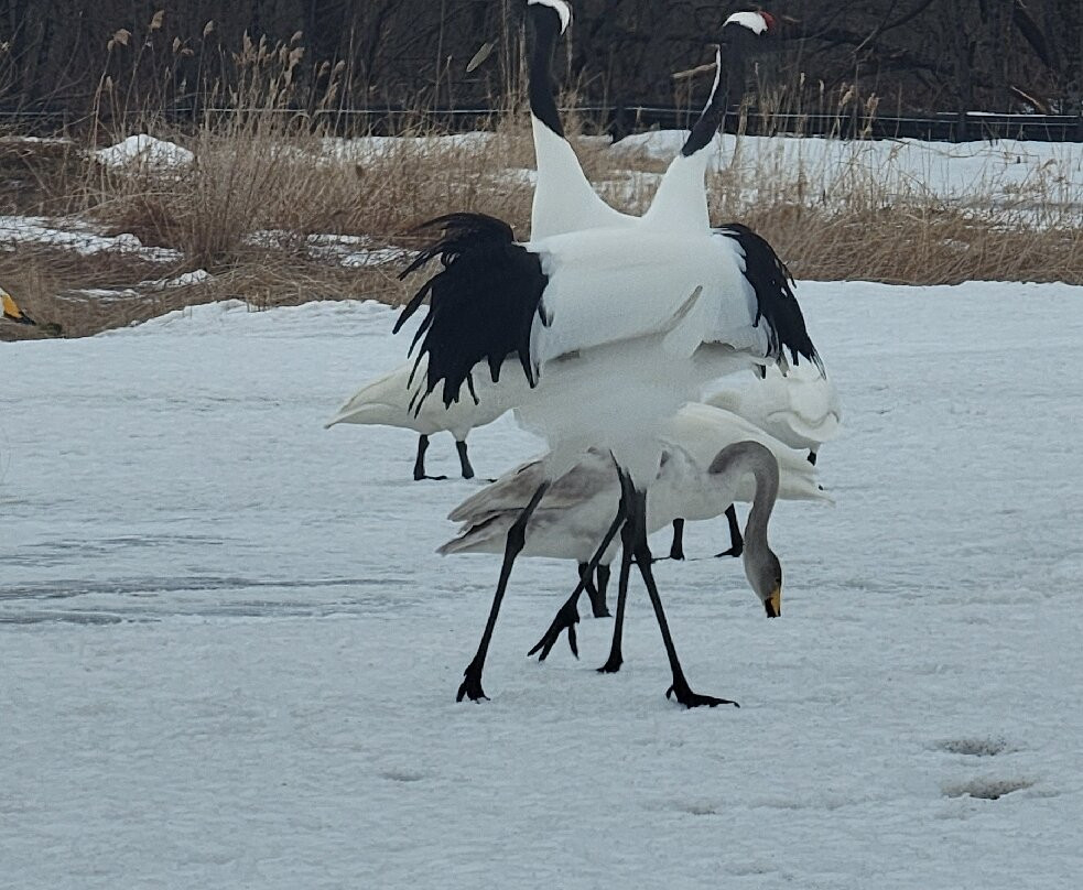 Akan International Crane Centre-钏路市必去景点