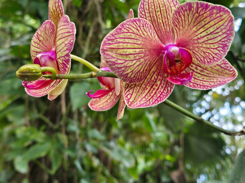 Phantasea Tropical Botanical Garden-圣 托马斯必去景点