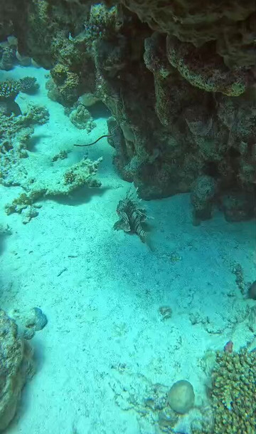 ORCA Dive Club Soma Bay-索马湾必去景点