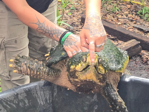Croc Encounters-坦帕必去景点