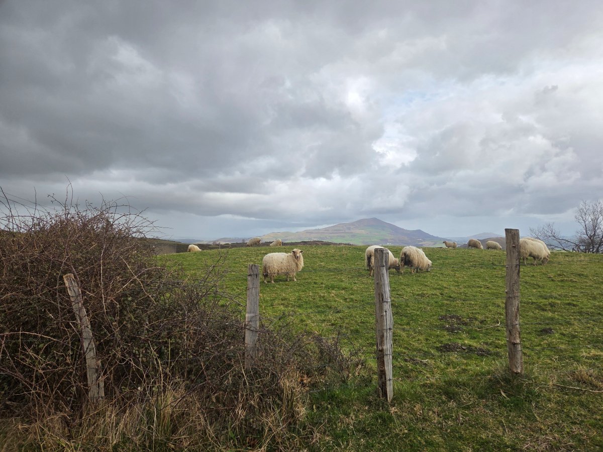 奥波卡酒店-官方