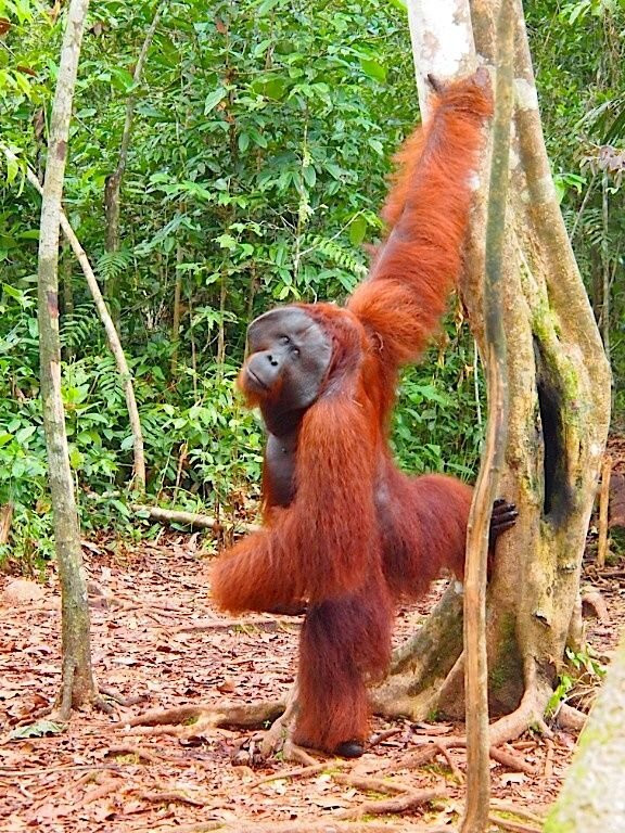 Sumatra Orangutan Tours-武吉拉旺必去景点