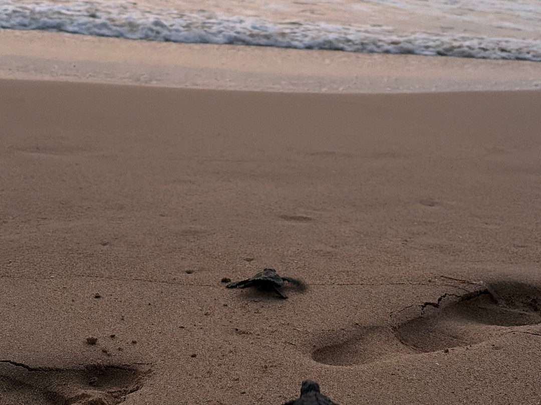Galbokka Sea Turtle Hatchery-科斯戈德必去景点
