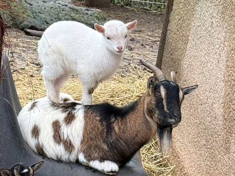 Les Animaux De Fairytale-Cap-d'Agde必去景点