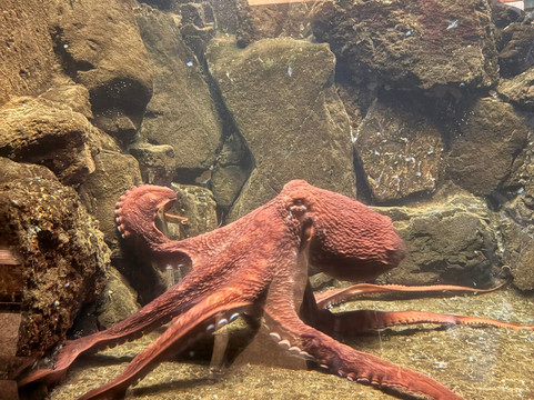 Seaside Aquarium-锡赛德必去景点