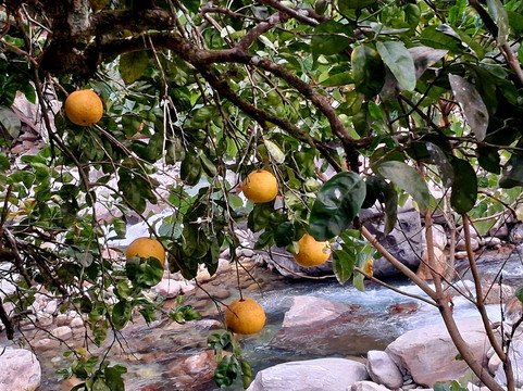 River Orange Garden-Pelling必去景点