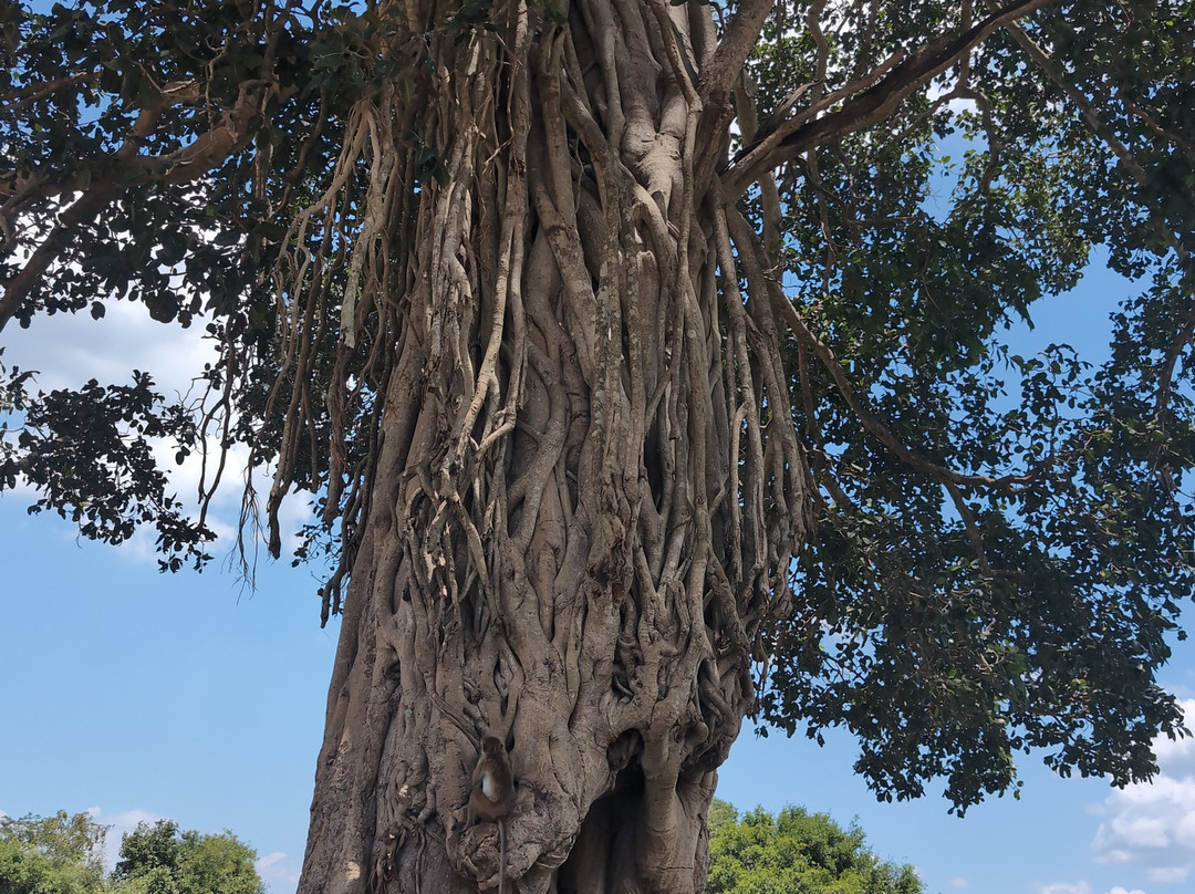Udawalawe Safari Kingdom-乌达瓦拉瓦必去景点