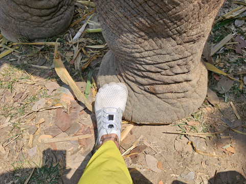 Maerim Elephant Sanctuary-夜林必去景点