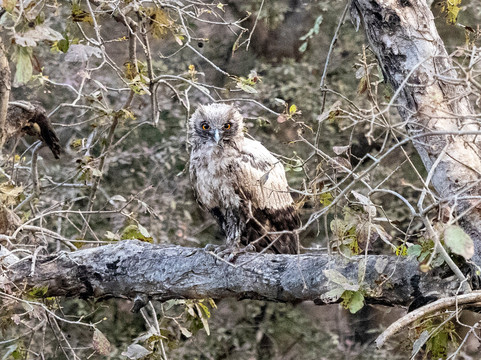 Atul Godha (Tour Guide of India)-乌代布尔必去景点