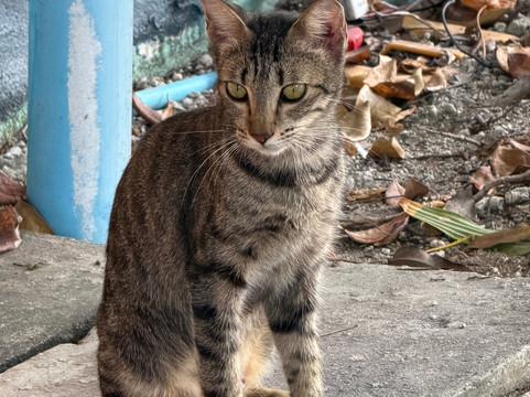Pelagic Divers Fuvahmulah-Fuvahmulah必去景点