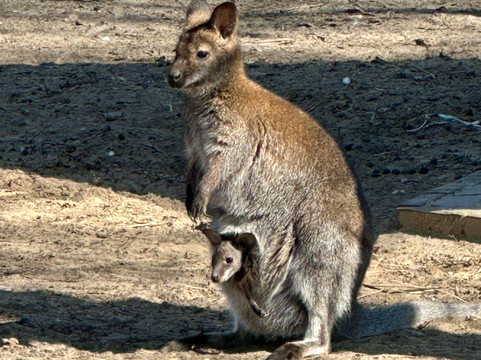 Zoo Debrecen-德布勒森必去景点