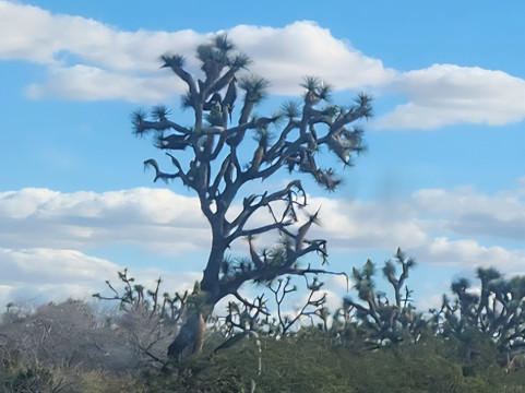 Arizona's Joshua Tree Forest