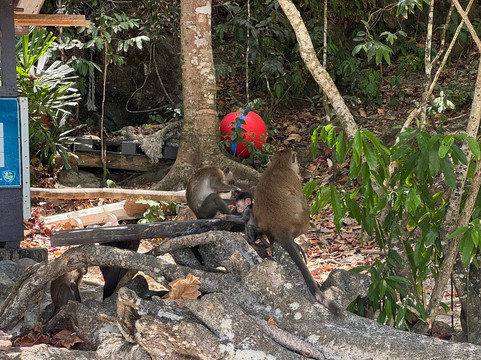 Phuket Seahorse Tours-卡伦必去景点