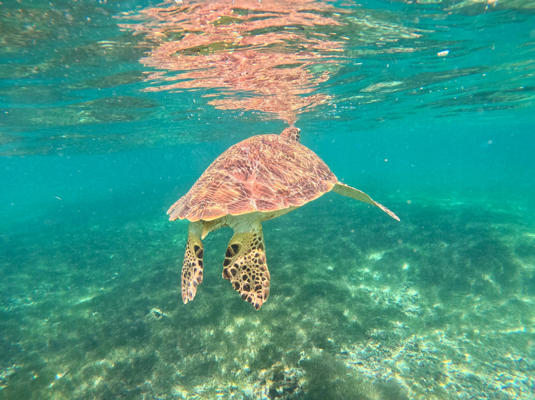 Dream Dolphin-黑河必去景点