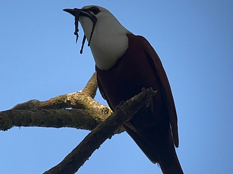 Monteverde Nature Tracks-蒙特沃德必去景点