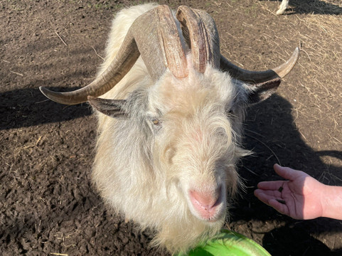 Jarrow Hall Anglo-Saxon Farm, Village and Bede Museum-Jarrow必去景点