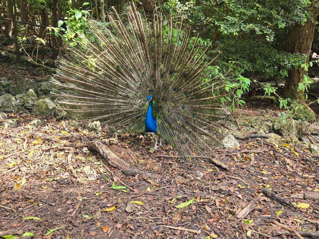 Barbados Wildlife Reserve-Saint Peter Parish必去景点