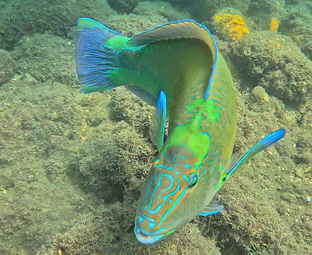 Narwhal-伊利亚贝拉必去景点