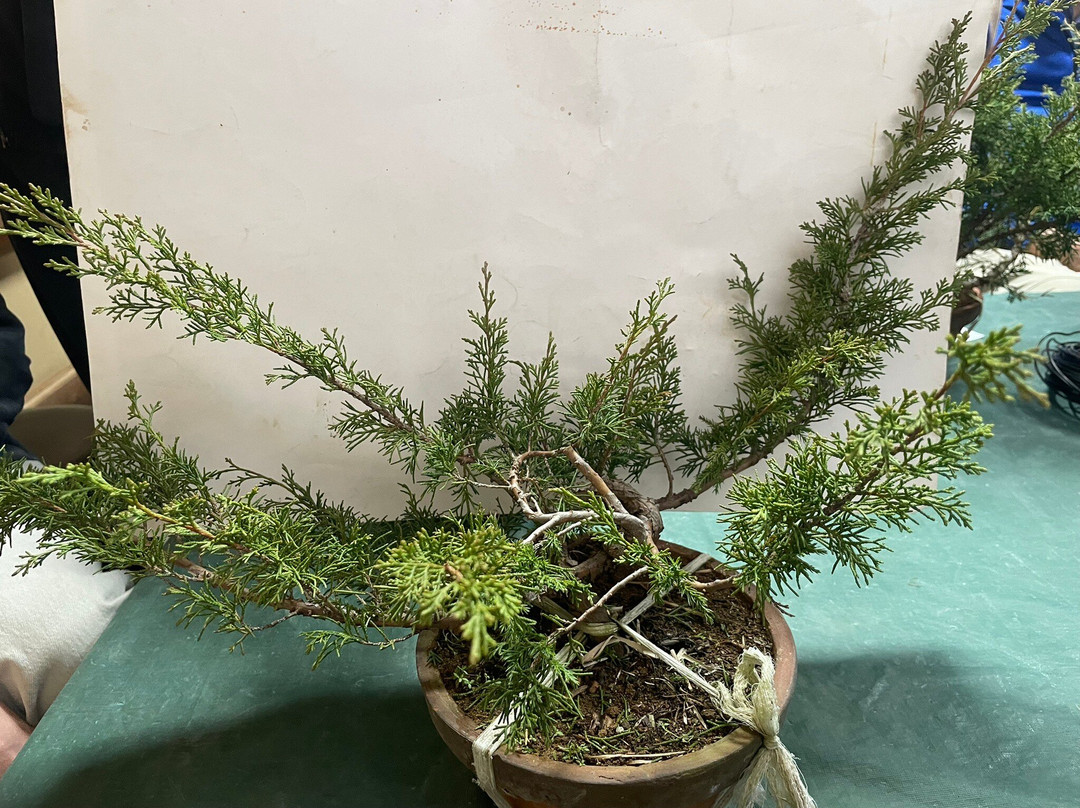 春花园 BONSAI 美术馆-江戸川区必去景点