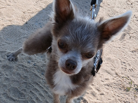 Plage d'Ilbarritz-Bidart必去景点