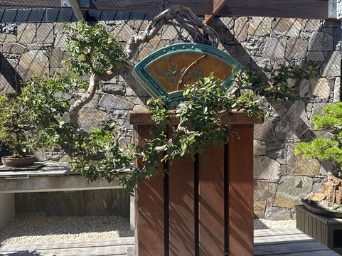 National Bonsai & Penjing Collection-Molonglo Valley必去景点