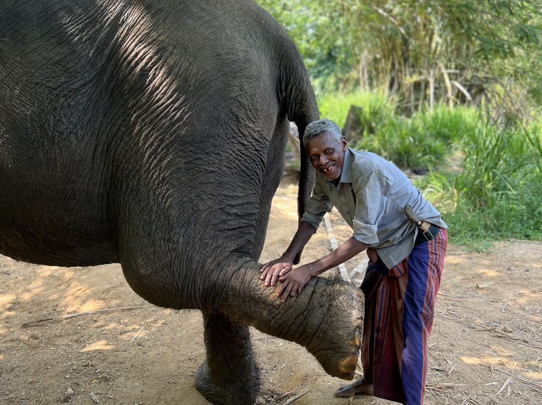 Elephant Freedom Project-凯格勒 必去景点