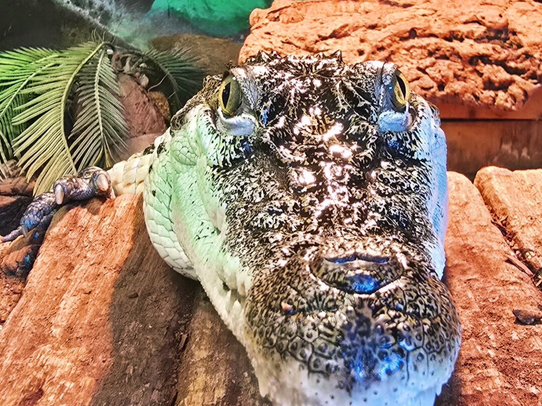 Crocodiles of the World-Brize Norton必去景点