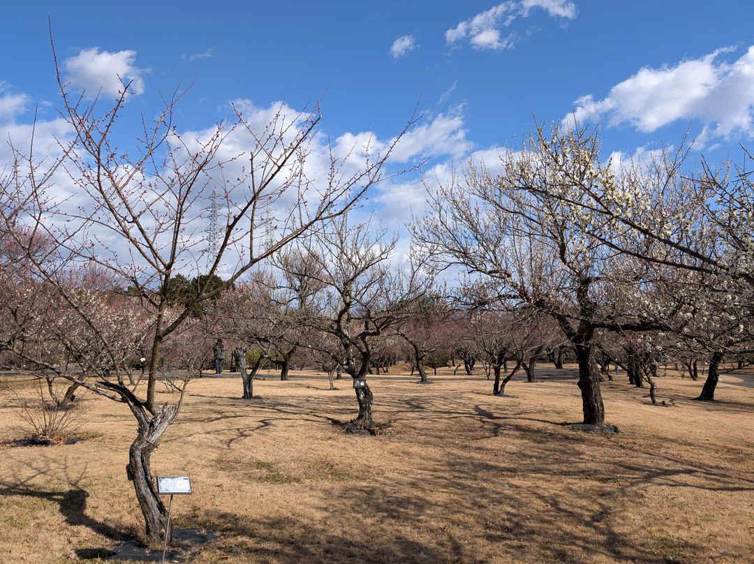 Odawara Flower Garden-小田原市必去景点
