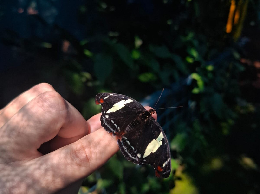 Mariposario Morpho Azul-Guácima必去景点