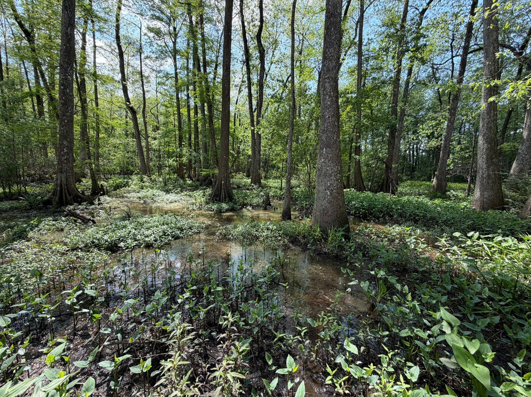 Bluebonnet Swamp Nature Center-巴吞鲁日必去景点