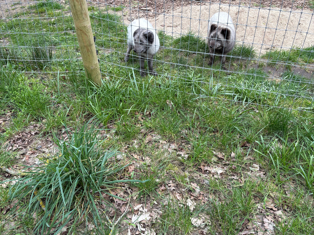 Jimmy's Farm & Wildlife Park-伊普斯威奇必去景点