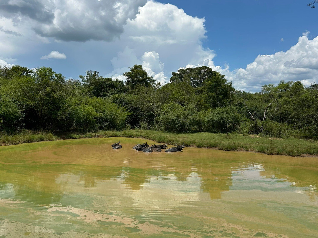 Udawalawe Safari Jeep With Guides-乌达瓦拉维国家公园必去景点