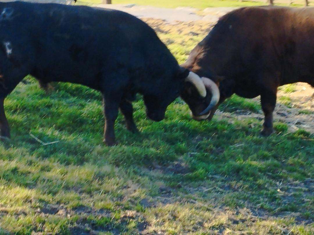 Ganaderia Antonio Palla-Ledesma必去景点