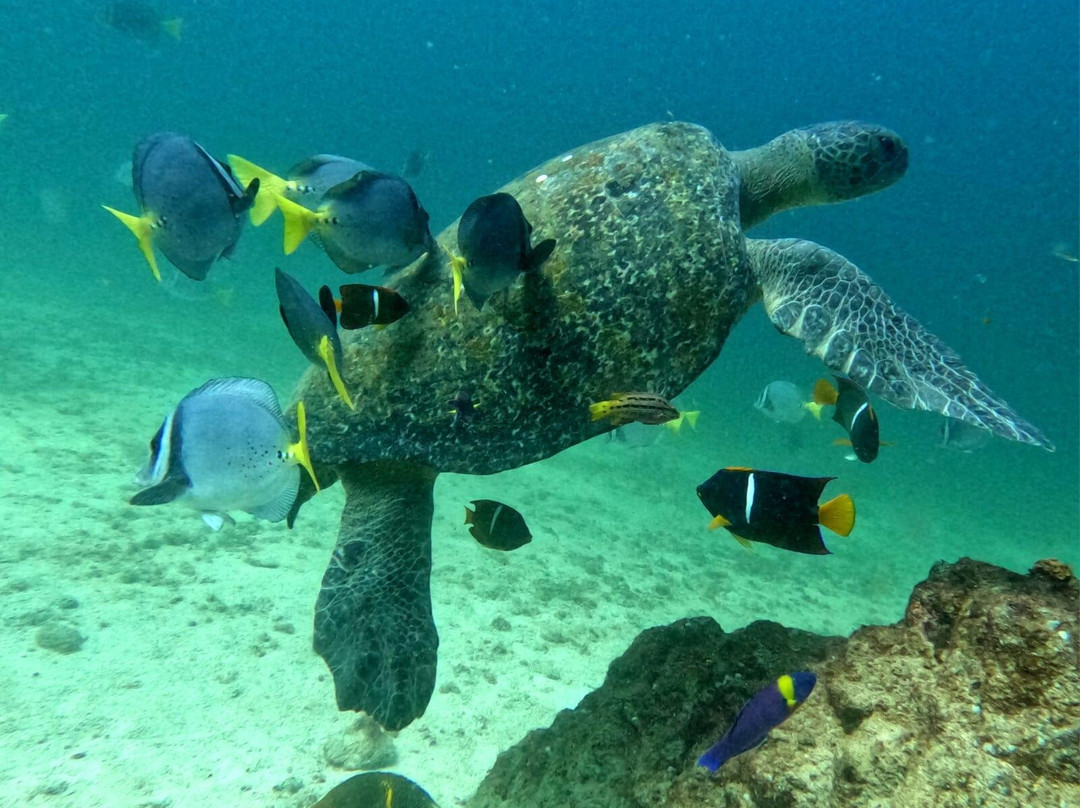 Coiba Dive Center-Isla de Coiba必去景点