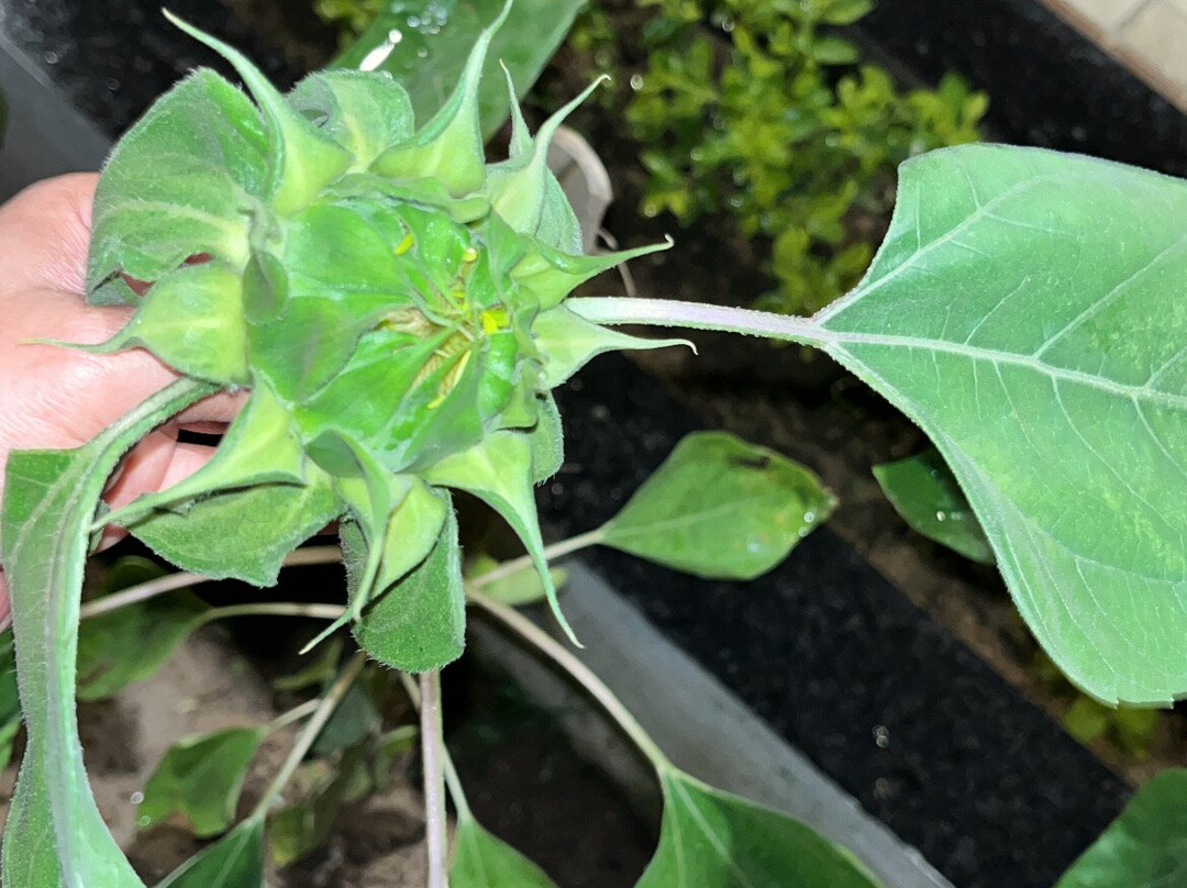 皇家斑果酒店主图