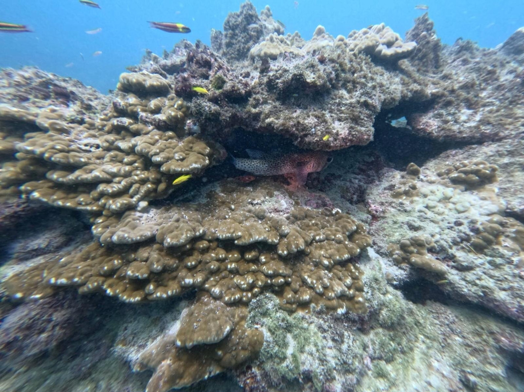Costa Rica Adventure Divers-德雷克湾必去景点