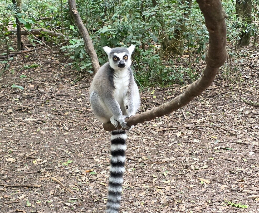 Monkeyland Primate Sanctuary-The Crags必去景点