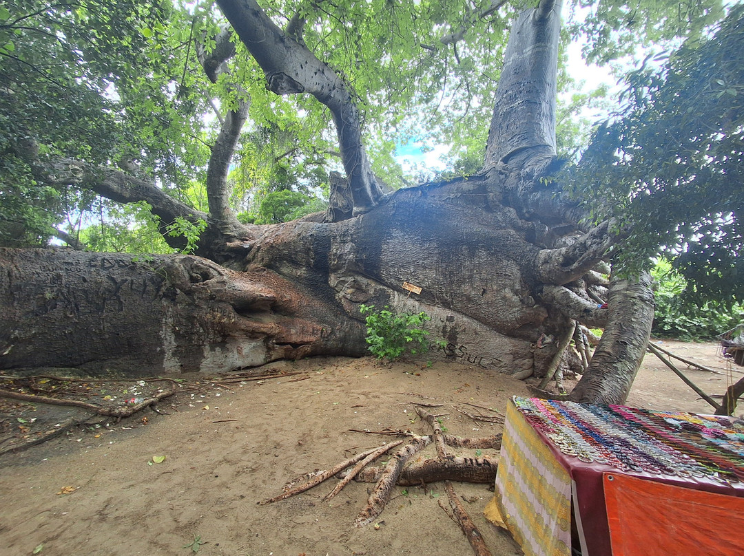 Cool of Africa Tours-桑给巴尔市必去景点